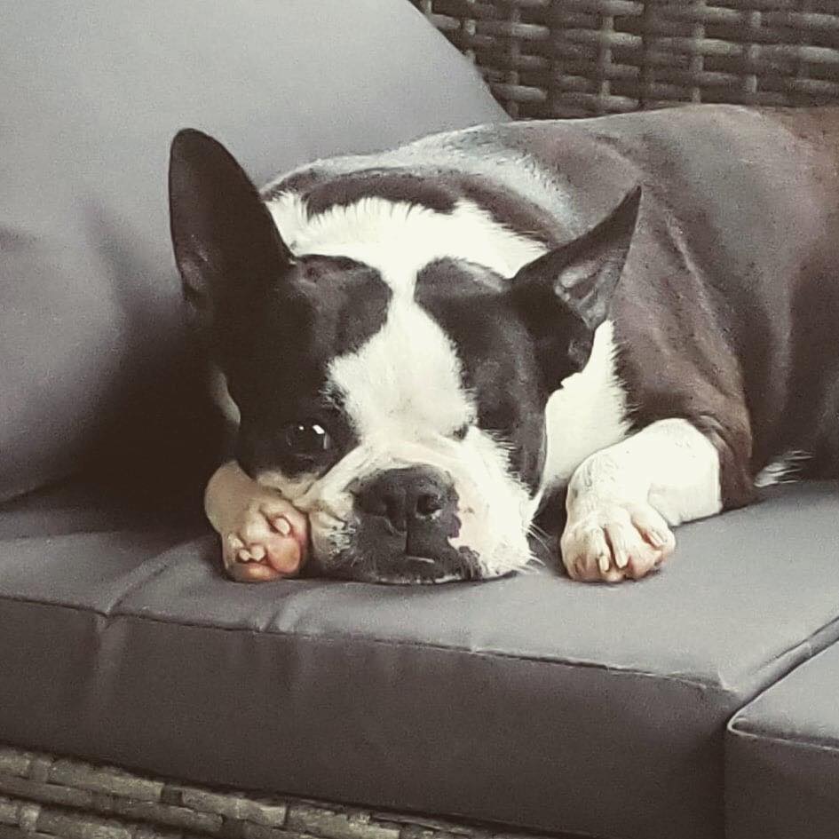 Adopted! – South Texas Boston Terrier Rescue