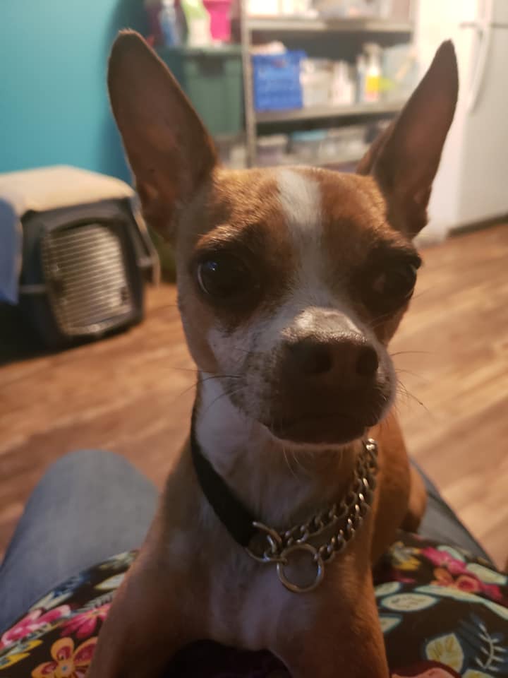 how much is a chihuahua and boston terrier mix